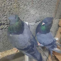 سبز دوخط آبادانی