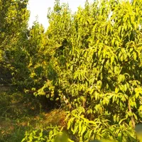 فروش باغچه ویلا سند دار در رباط کریم|فروش خانه و ویلا|رباط‌کریم, شترخوار|دیوار