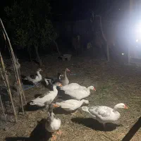 فروش غاز محلی