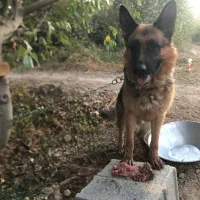 سگ ژرمن اصیل