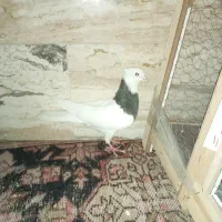 کبوتر طوقی مهر  خون پاک
