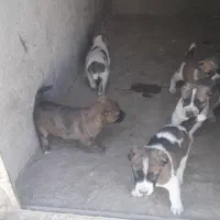 سگ گله جهت واگذاری