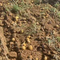 سیب‌زمینی آگریا|خدمات باغبانی و درختکاری|قوچان, |دیوار