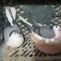 کبوتر دم گیر  سینه دم پاک