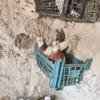 کبوتر طوقی|پرنده|سراوان, |دیوار