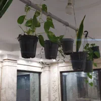 گل گیاه تزیینی.|گل و گیاه طبیعی|کهک, |دیوار