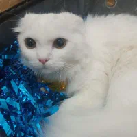 گربه اسکاتیش فولد بریتیش خارجی شناسنامه دار