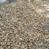 برگ چنار مخصوص کود برای گلخانه