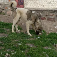 سگ۱۰ ماهه