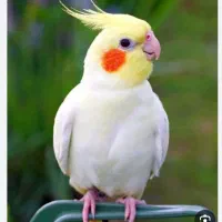 یک پرنده عروس هلندی گمشده