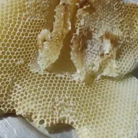 عسل طبیعی کوهستان