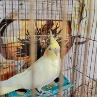 عروس هلندی|پرنده|مزرعه کتول, |دیوار