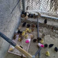 جوجه محلی چهار هفته