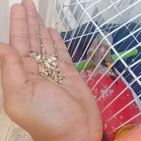 سهره دستی  جوجه قفس تازه گل داره کامل میکنه تازه