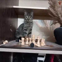 واگذاری گربه