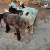 فروش بره