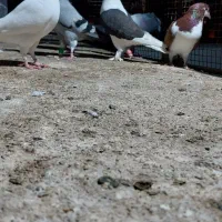 ۱۶ عدد کبوتر صحیح و سالم|پرنده|چابهار, |دیوار