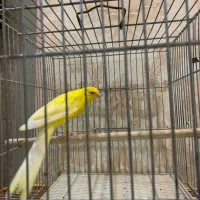 قناری رسمی بلند