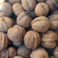 گردوی پرچرب تویسرکان تازه و اعلا