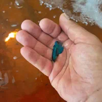 انواع و اقسام فایتر هالفمون با بالاترین کیفیت|ماهی|شیراز, حافظیه|دیوار