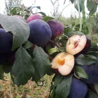 فروش نهال آلو با تمامی ارقام