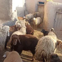 گوسفند|حیوانات مزرعه|فاروج, |دیوار