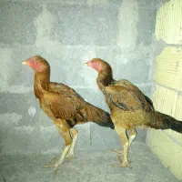 مرغ لاری
