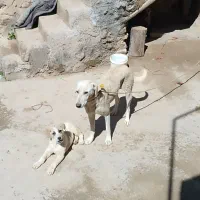 سگ ماده با توله نر