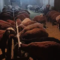 ۸۰راس بره نرو ماده افشارفشند