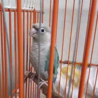 یک طوطی گرینچیک ماده