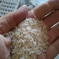 برنج دانه متوسط|خوردنی و آشامیدنی|رشت, فلسطین|دیوار