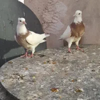 کبوتر|پرنده|کرج, باغستان|دیوار