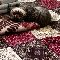 گربه اسکاتیش چینچیلا ماده