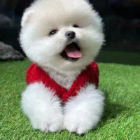 پوم سگ پامر خرسی.پامرانین عروسکی گرید A