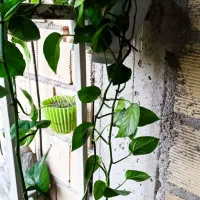 گل زیبا و شاداب|گل و گیاه طبیعی|رشت, معلولین|دیوار