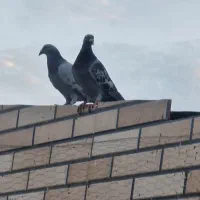 کفتر نر