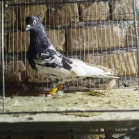 کله نر ماده