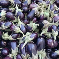 بادمجان و بامیه و فلفل تازه