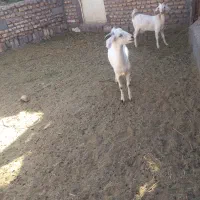 نره بز سانن ویک ماده ابس