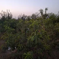 فروش-باغچه-به-متراژ-1000متر
