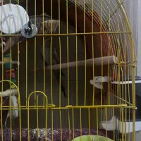 عروس هلندی ماده