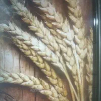 حدود ۶۰۰ کیلو گندم بذر