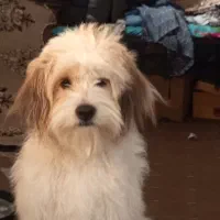 سگ گمشده