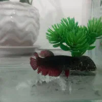 ماهی فایتر|ماهی|الوند, |دیوار