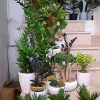 گلهای اپارتمانی زیبا