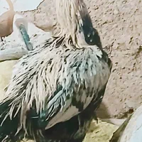 خروس و مرغ لاری. سه مرغ دانه ۱۶۰۰وخروس ۳ملیون