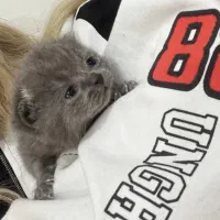 گربه بیریتیش|گربه|پردیس, فاز ۳|دیوار