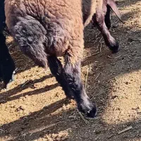 گوسفند بره ماده گوشتی|حیوانات مزرعه|آذرشهر, |دیوار