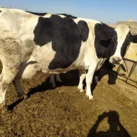 گاو آبستن شش تا گوساله ماده دوتا گوساله نر|حیوانات مزرعه|تربت جام, بوستان وحدت|دیوار