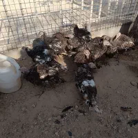 فروش ۴۵ عدد بوقلمون نژاد ایتالیایی ۴ ماهه دم تخم|حیوانات مزرعه|خرقان, |دیوار